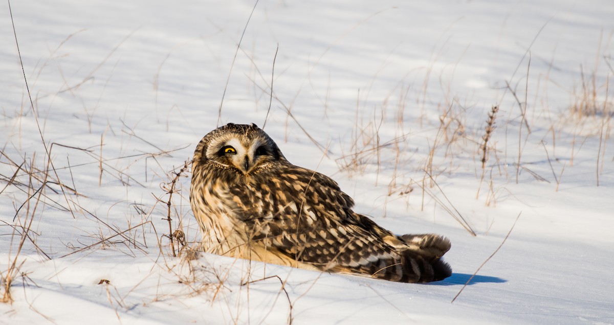 Short-eared Owl - ML44641341