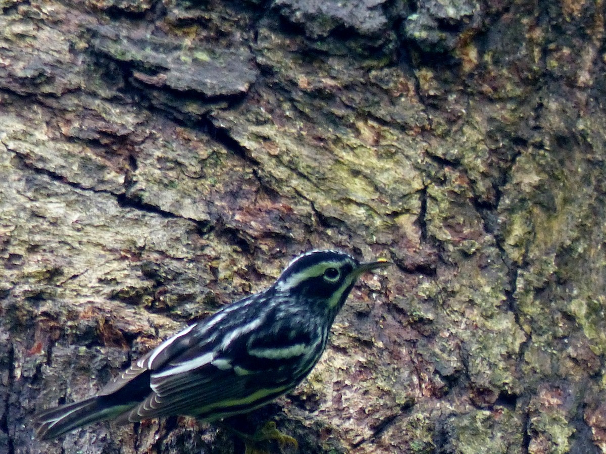 Black-and-white Warbler - ML446416121