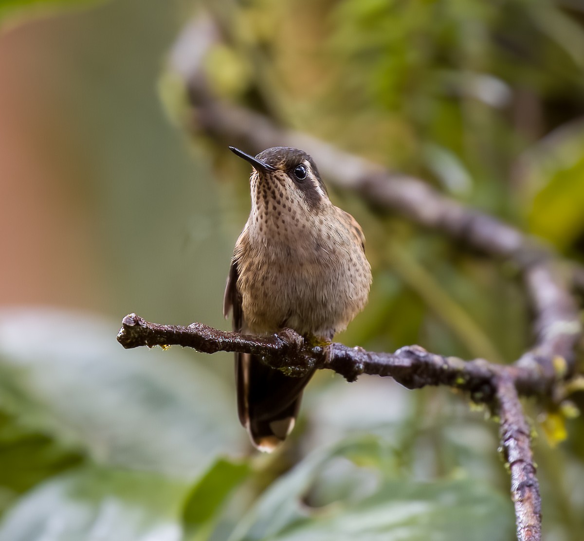 Speckled Hummingbird - Carlos Roberto Chavarria