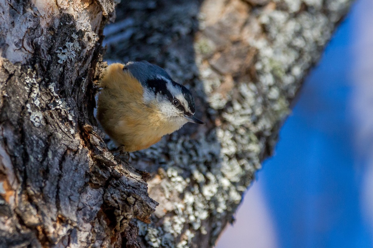 Red-breasted Nuthatch - ML44642271