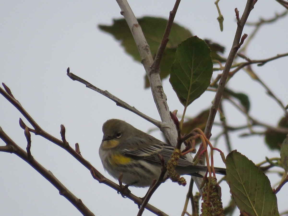 Yellow-rumped Warbler (Audubon's) - ML44643461
