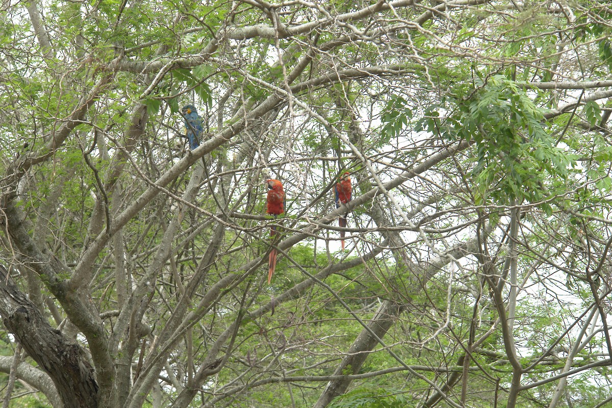 Scarlet Macaw - ML446435741