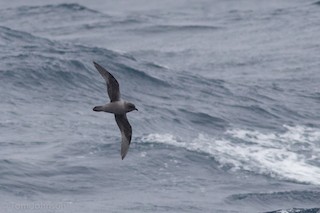  - Kerguelen Petrel