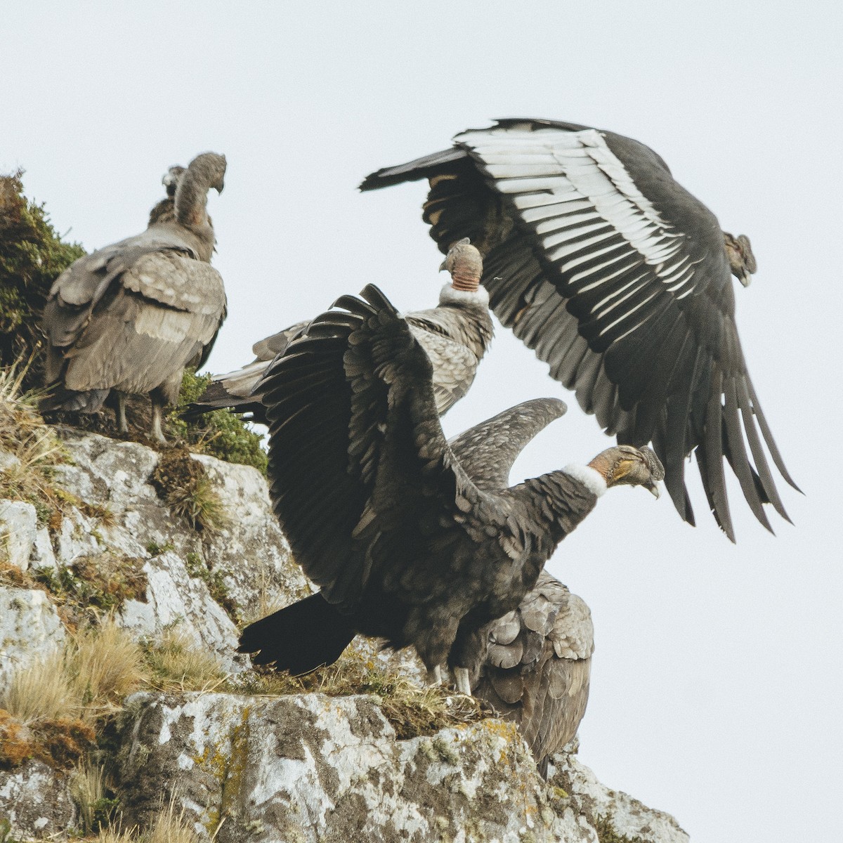 Andean Condor - Jorge Vidal Melián