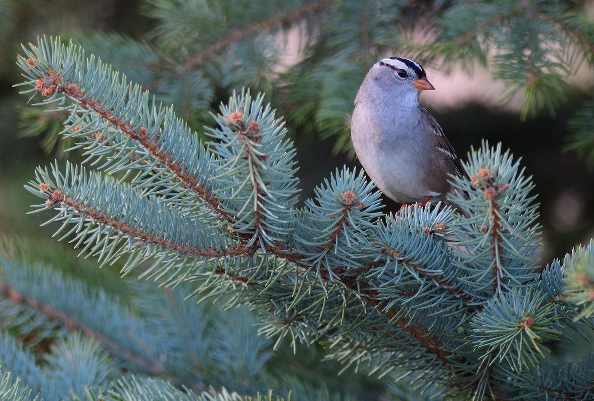 White-crowned Sparrow - Dana Siefer