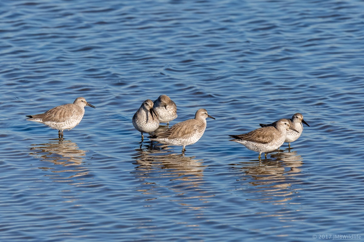 Red Knot - ML44645401