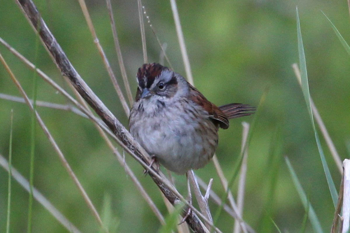 Swamp Sparrow - ML446455981