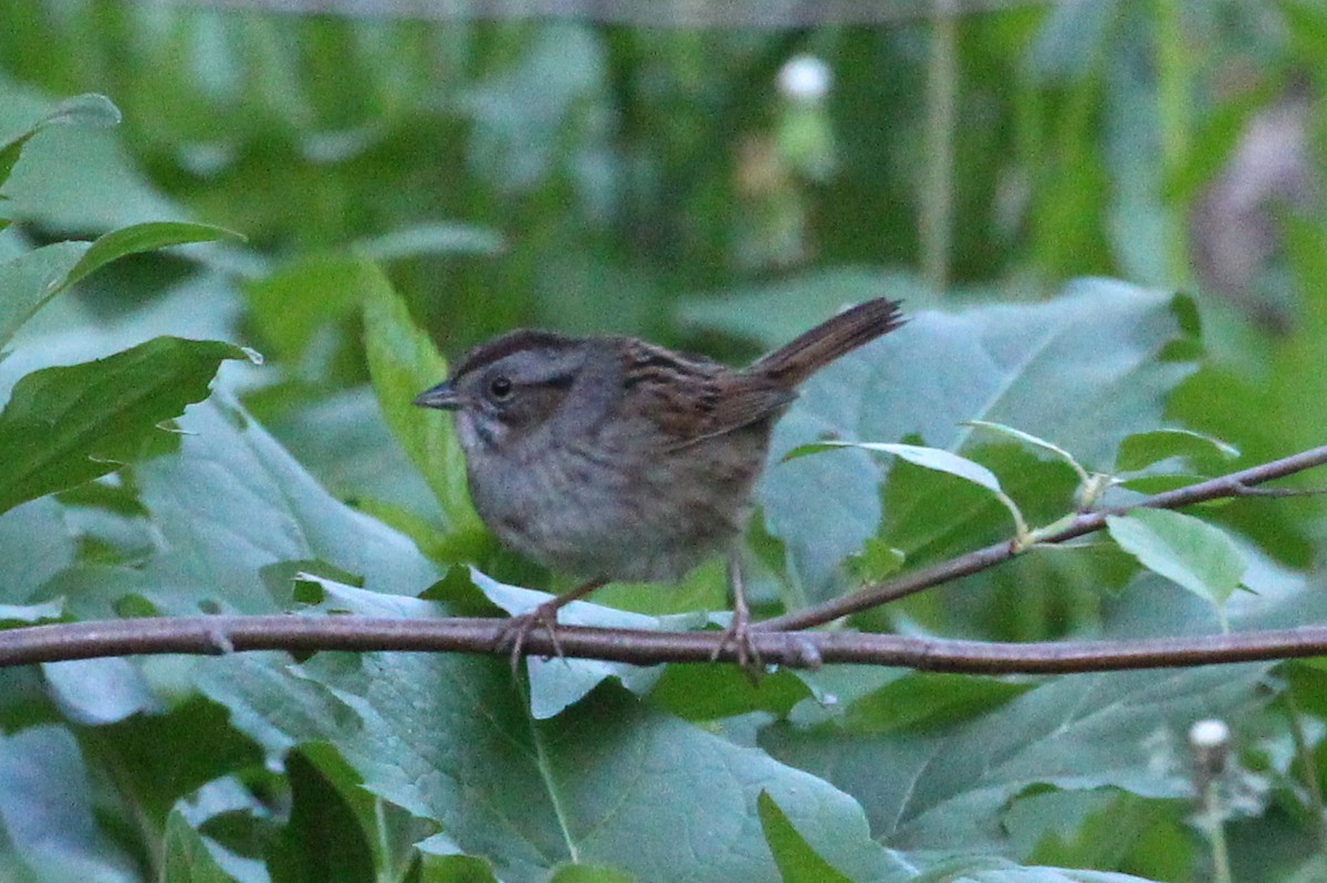Swamp Sparrow - ML446455991