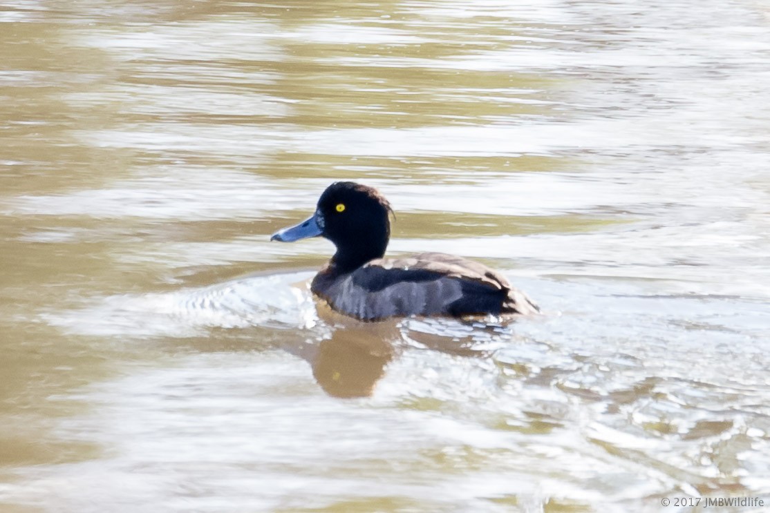 Tufted Duck - ML44645851