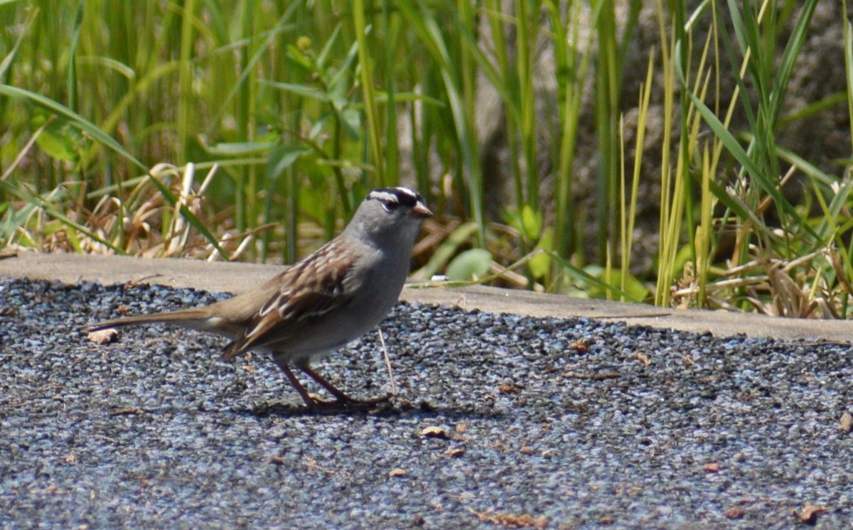 White-crowned Sparrow - John Fabrycky