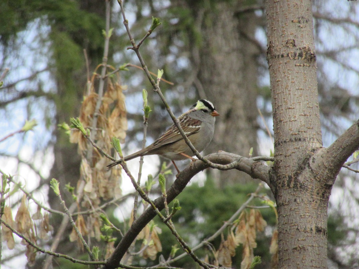 White-crowned Sparrow - ML446472891