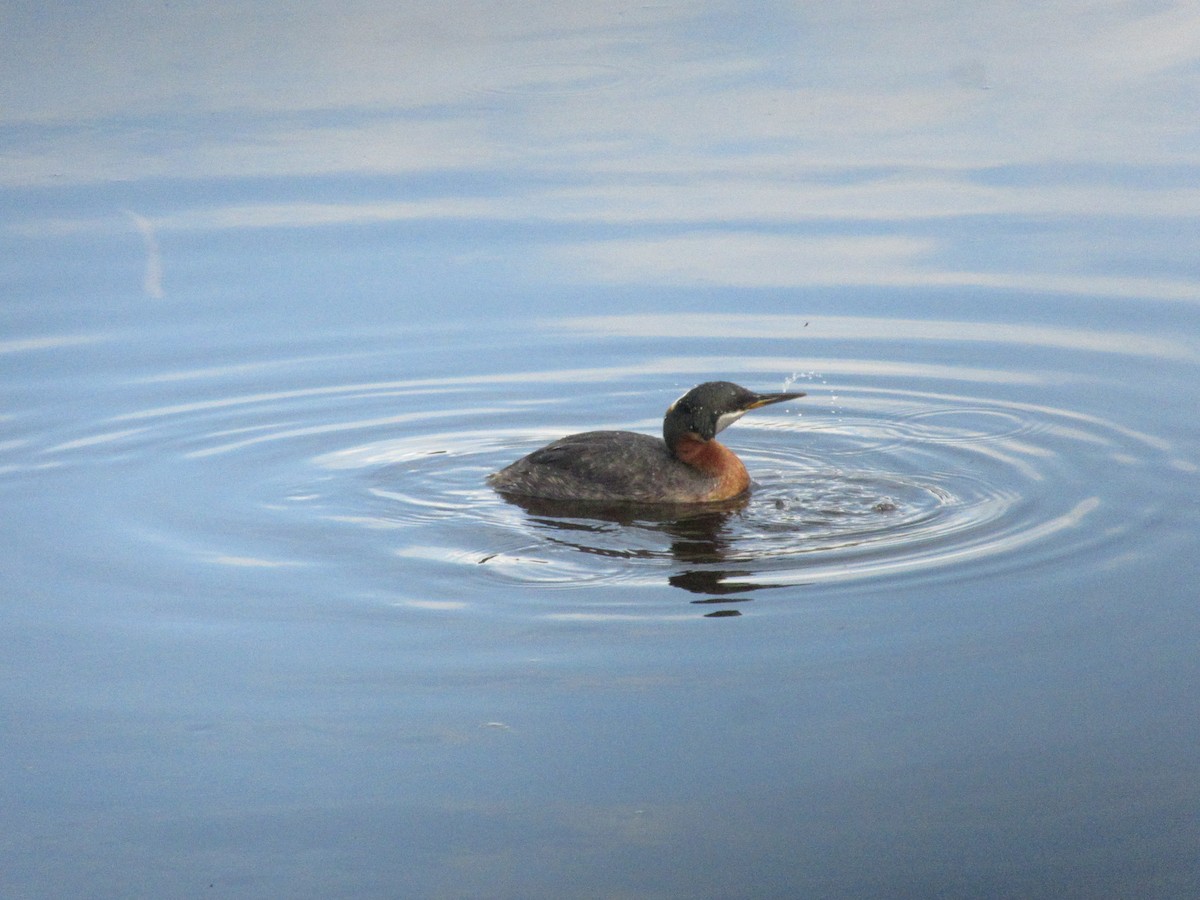 Red-necked Grebe - ML446473861