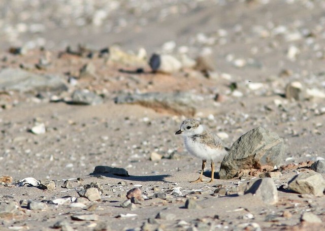 Piping Plover ML44647491