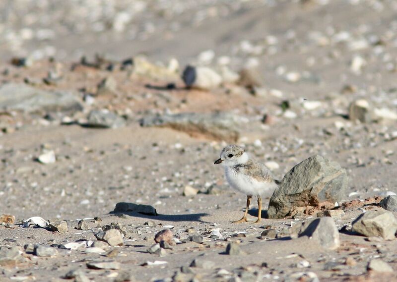 Piping Plover - Tom Prestby