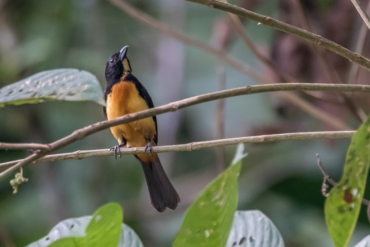 Yellow-crested Tanager - Jesse Huth