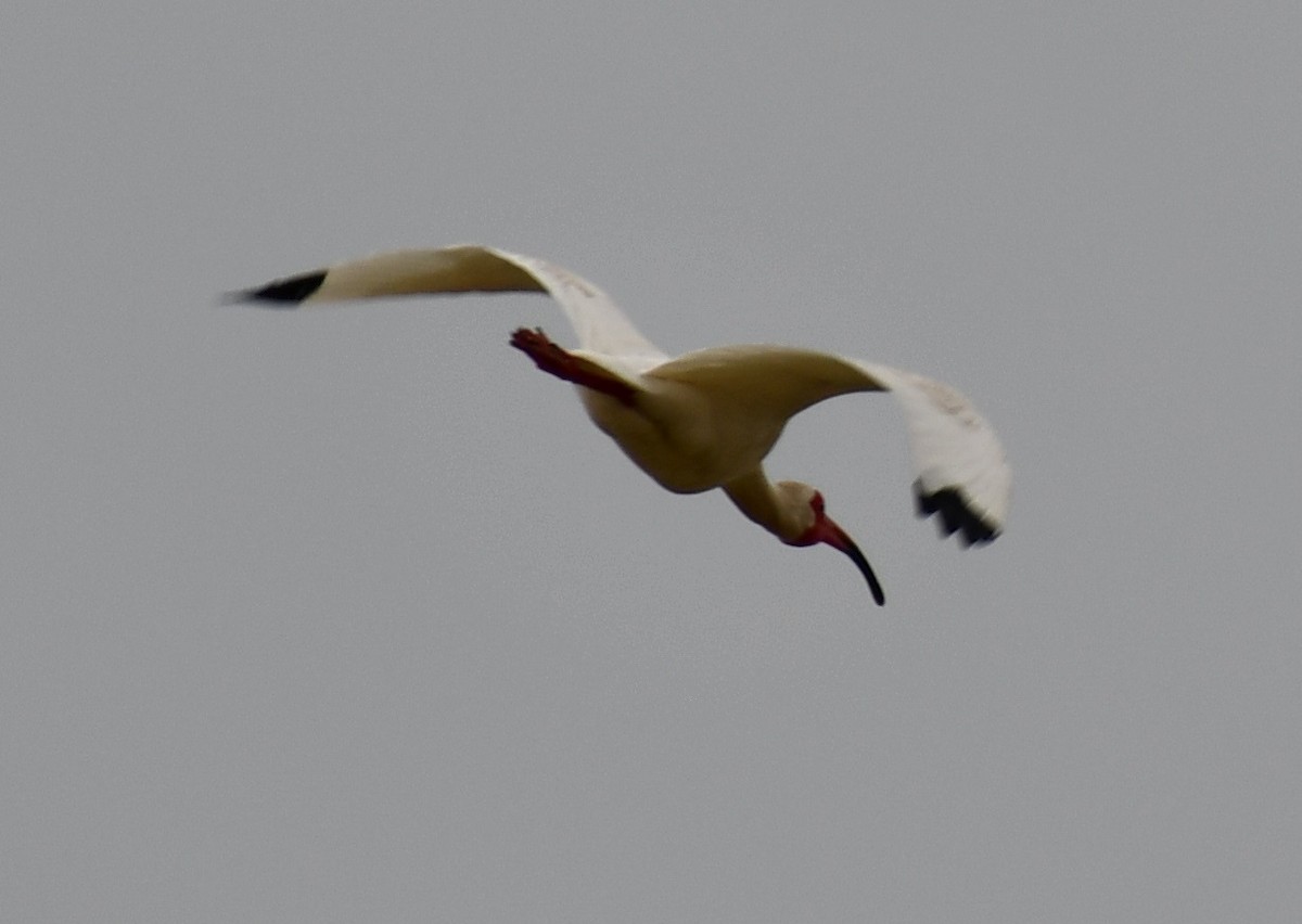 White Ibis - M.K. McManus-Muldrow
