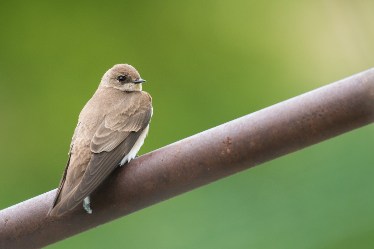 Northern Rough-winged Swallow - Ian Hearn