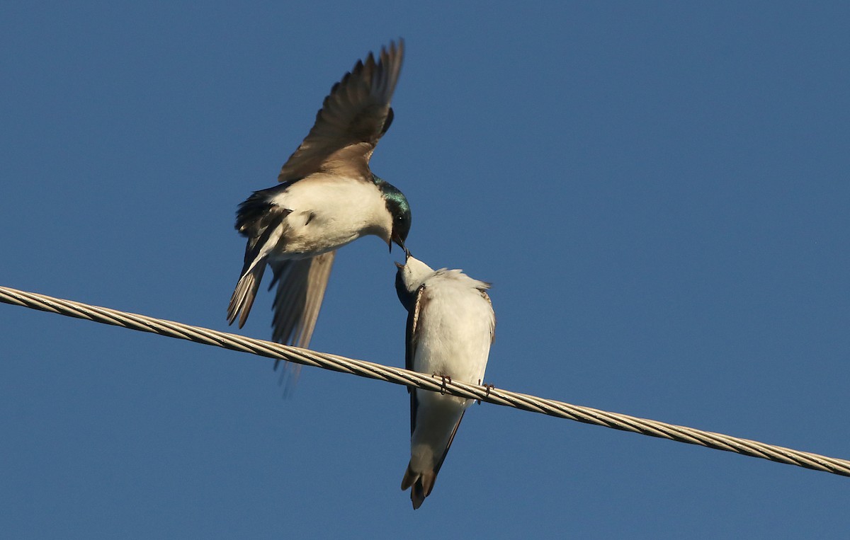 Tree Swallow - Christopher Young