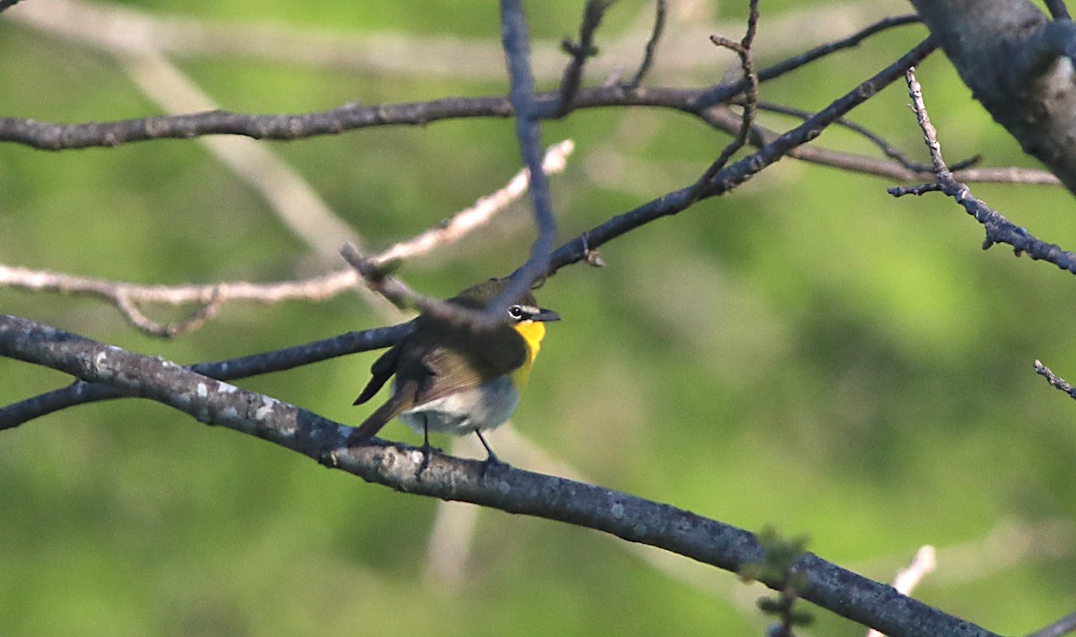 Yellow-breasted Chat - ML446483031
