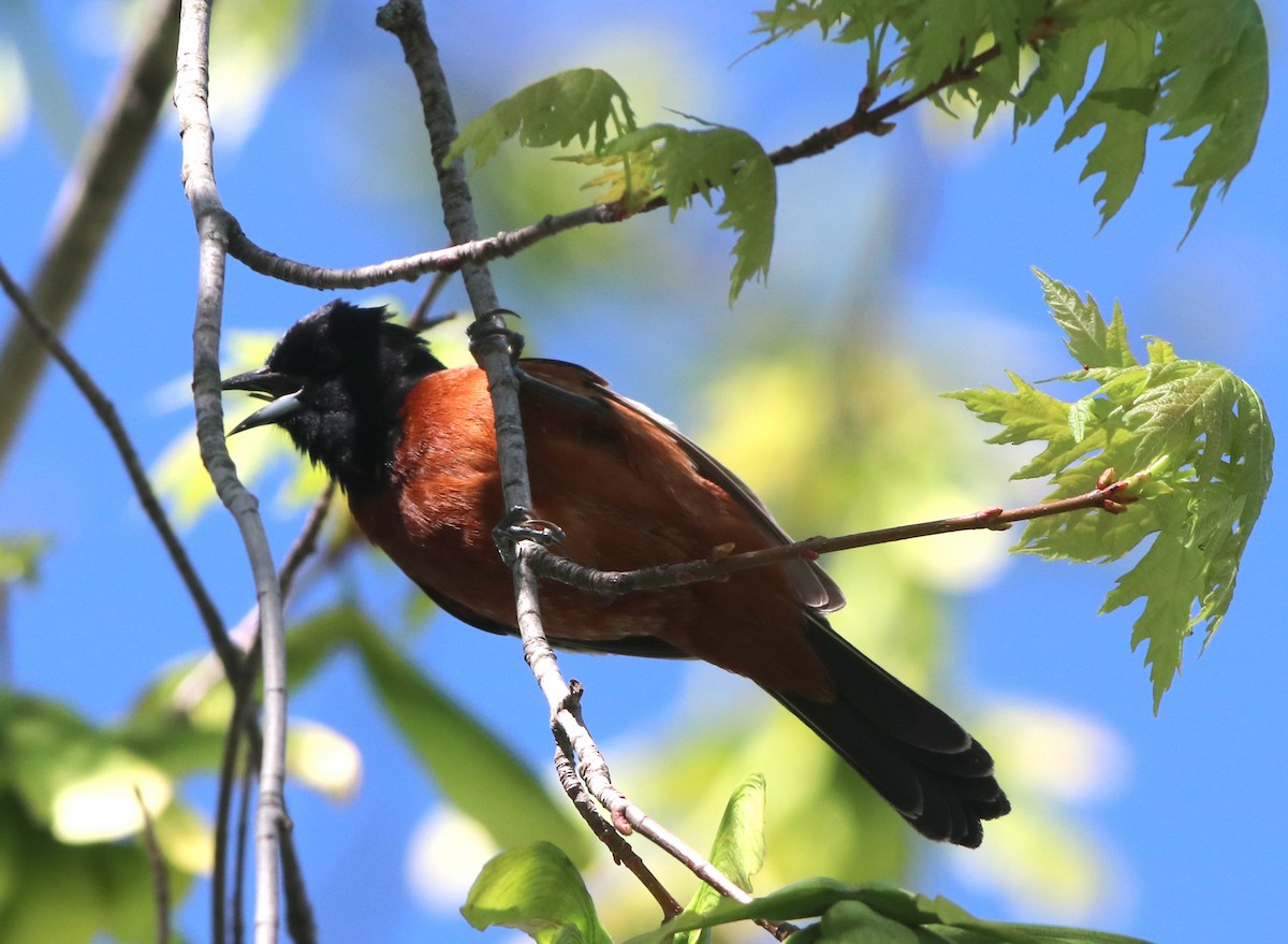 Orchard Oriole - ML446483071