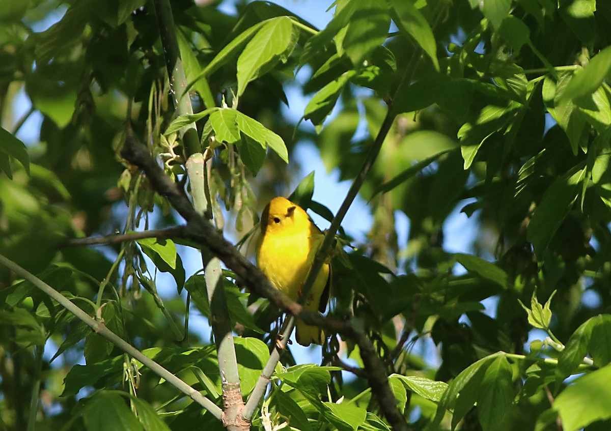 Prothonotary Warbler - ML446483191