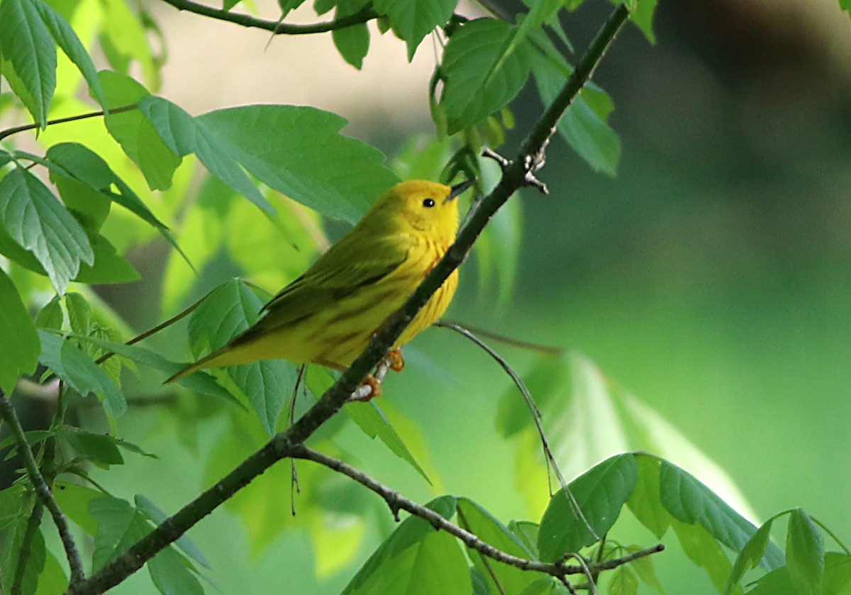 Yellow Warbler - Christopher Young