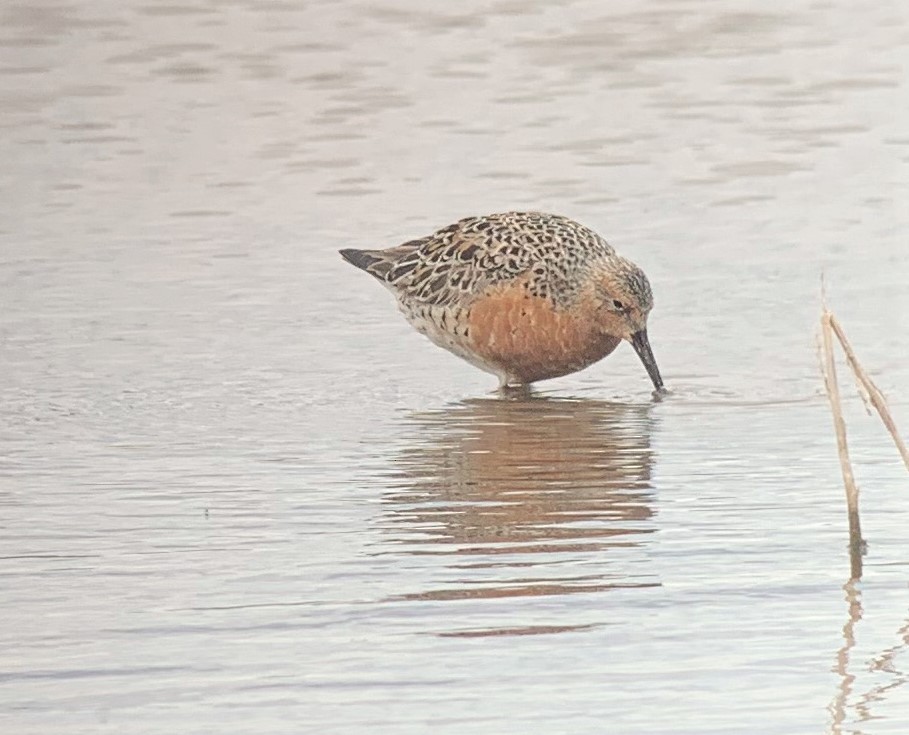 Red Knot - ML446484051