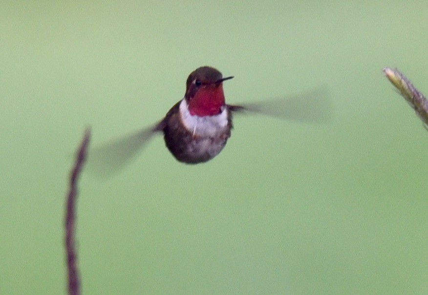 Volcano Hummingbird (Rose-throated) - ML446485291