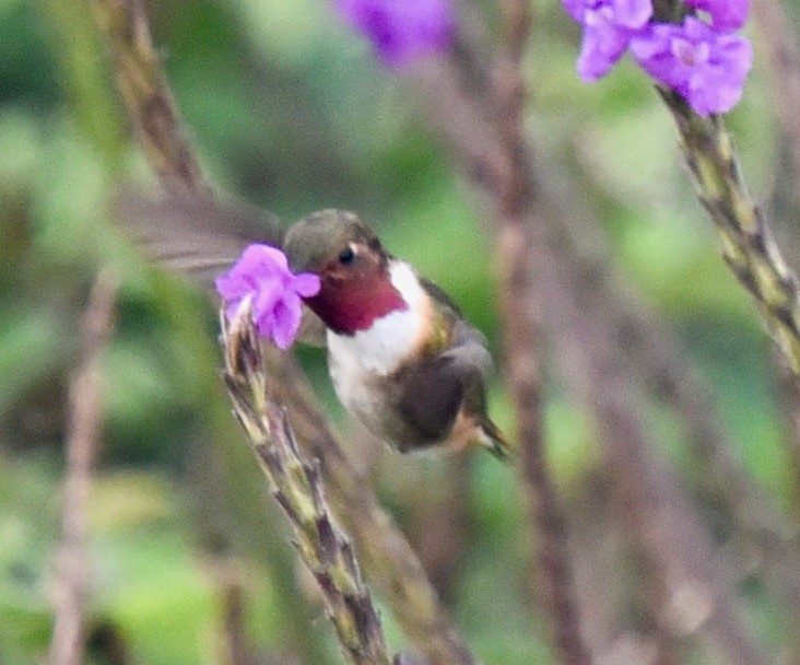 Volcano Hummingbird (Rose-throated) - ML446485331