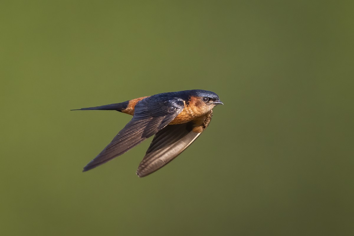 Sri Lanka Swallow - ML446488571