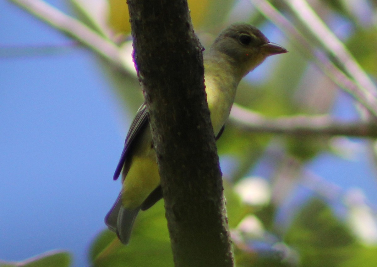 Western Tanager - ML44650891