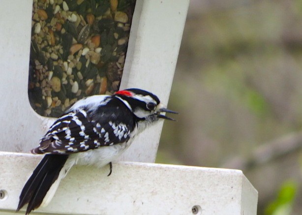 Downy Woodpecker - ML446511551
