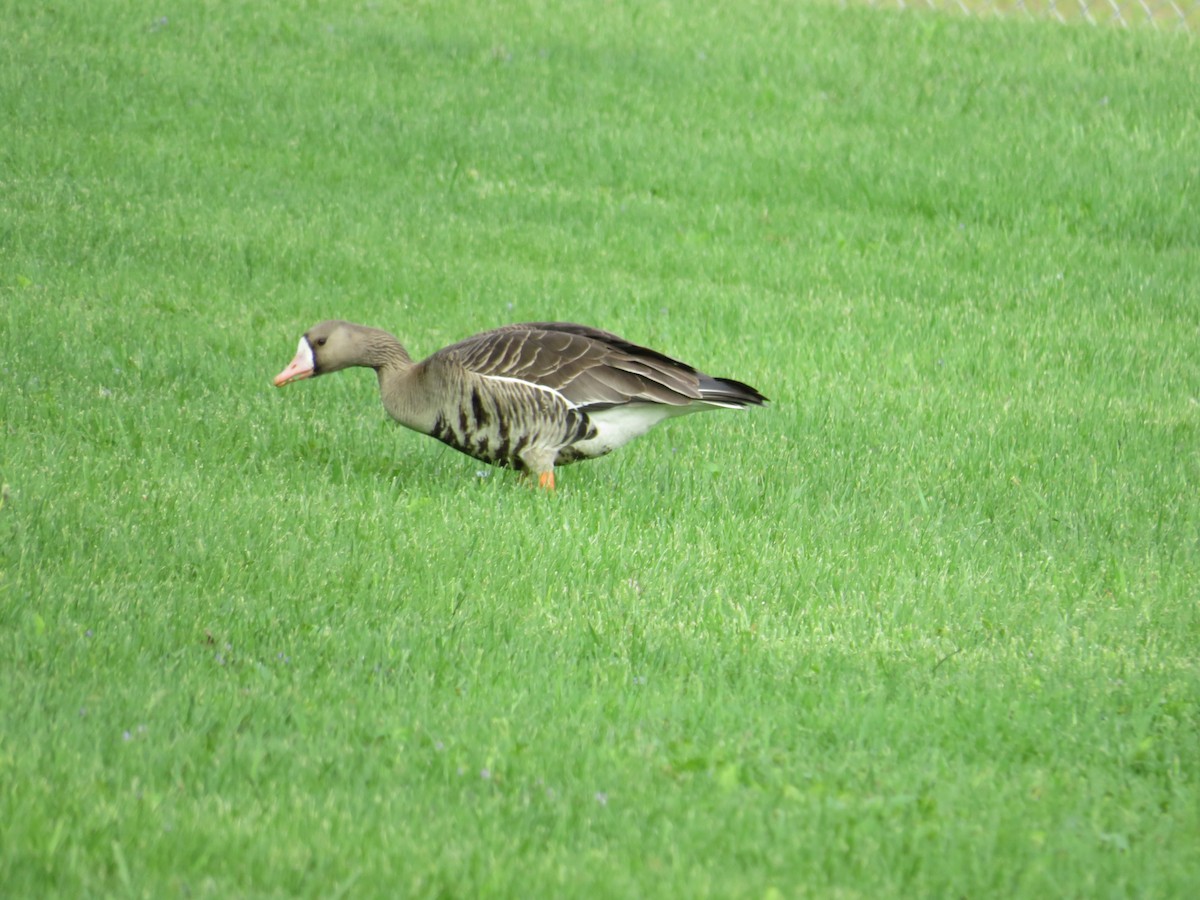 Greater White-fronted Goose - ML446514031
