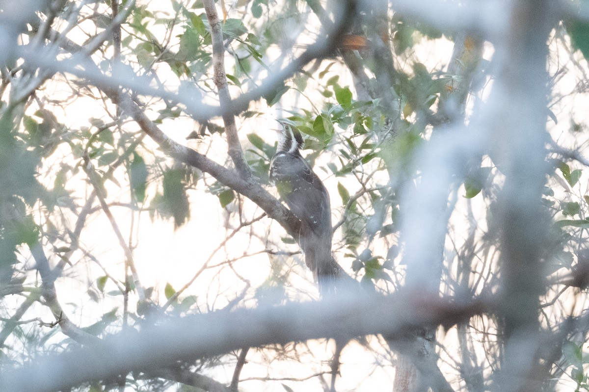 Pheasant Cuckoo - ML446515161