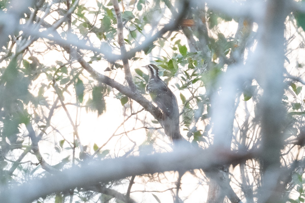 Pheasant Cuckoo - ML446515171