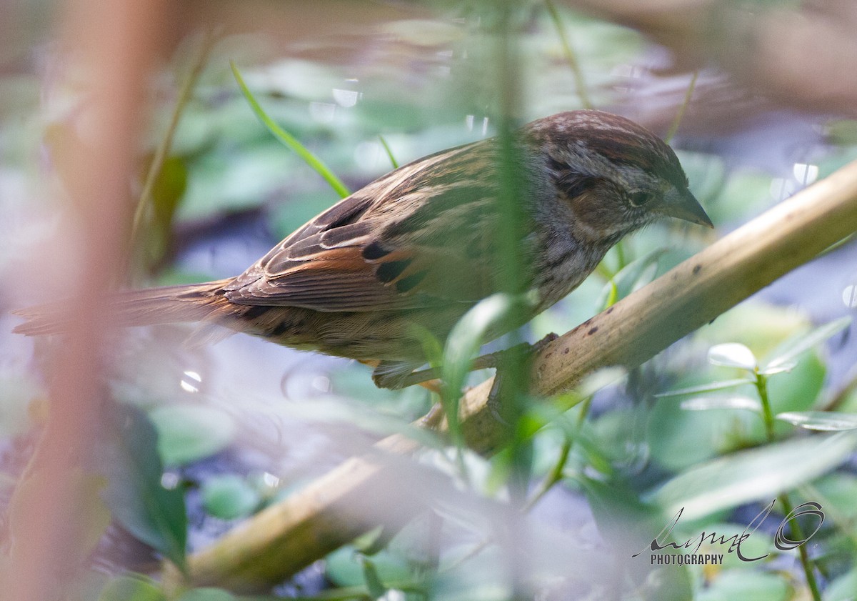 Swamp Sparrow - ML44651711
