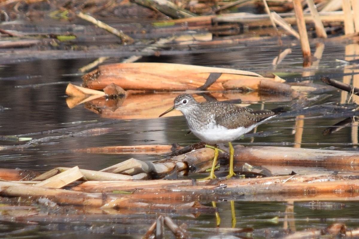Solitary Sandpiper - Syd Cannings