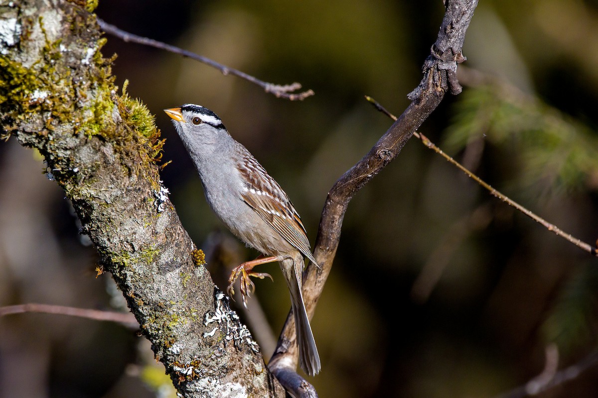 White-crowned Sparrow - ML446522671