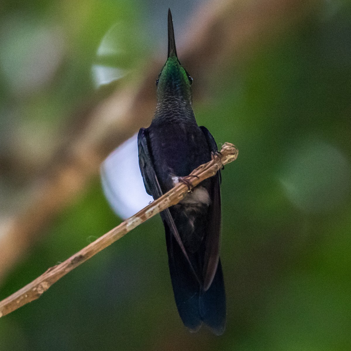 kolibřík nymfový - ML44652321