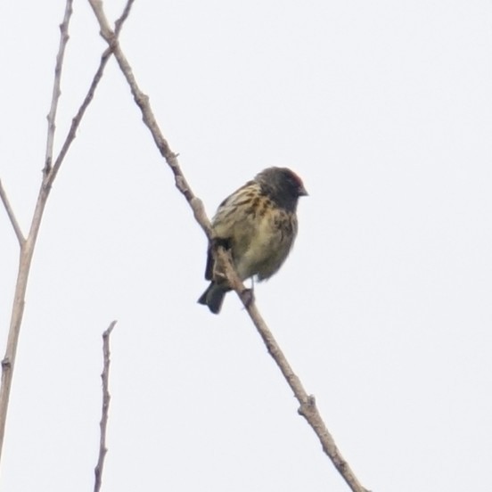 Fire-fronted Serin - ML446532101