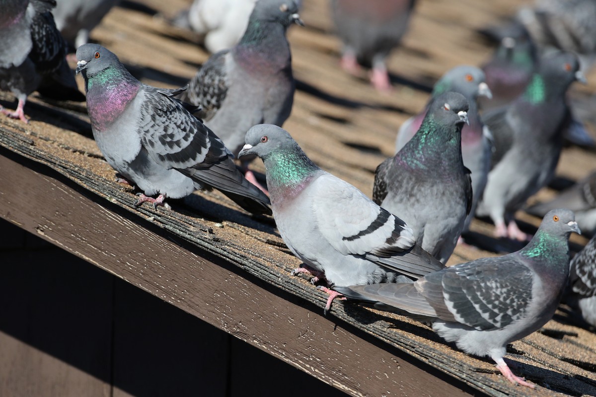 Rock Pigeon (Feral Pigeon) - ML44653251