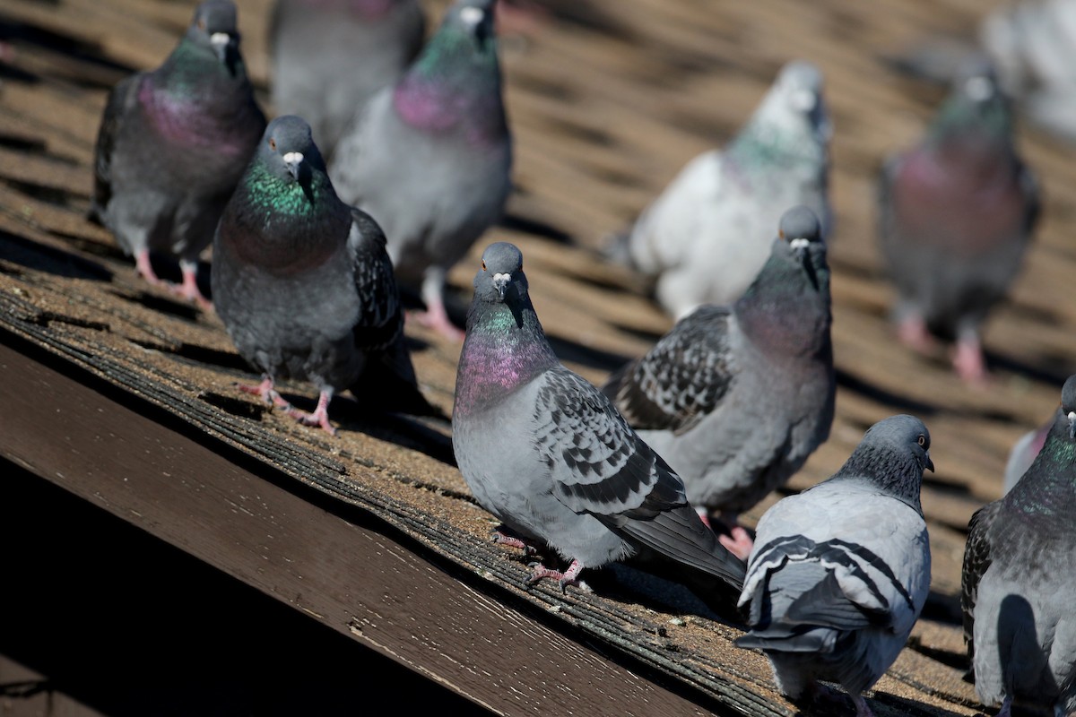 Rock Pigeon (Feral Pigeon) - ML44653341