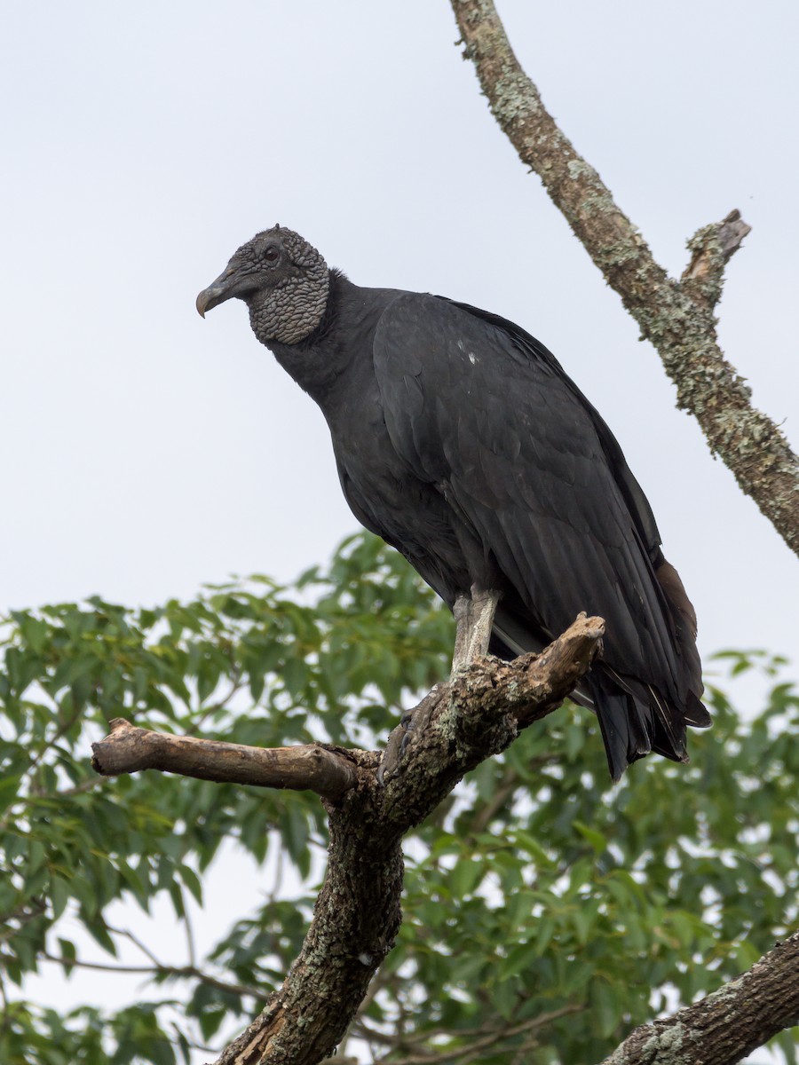 Black Vulture - Carlos Rossello