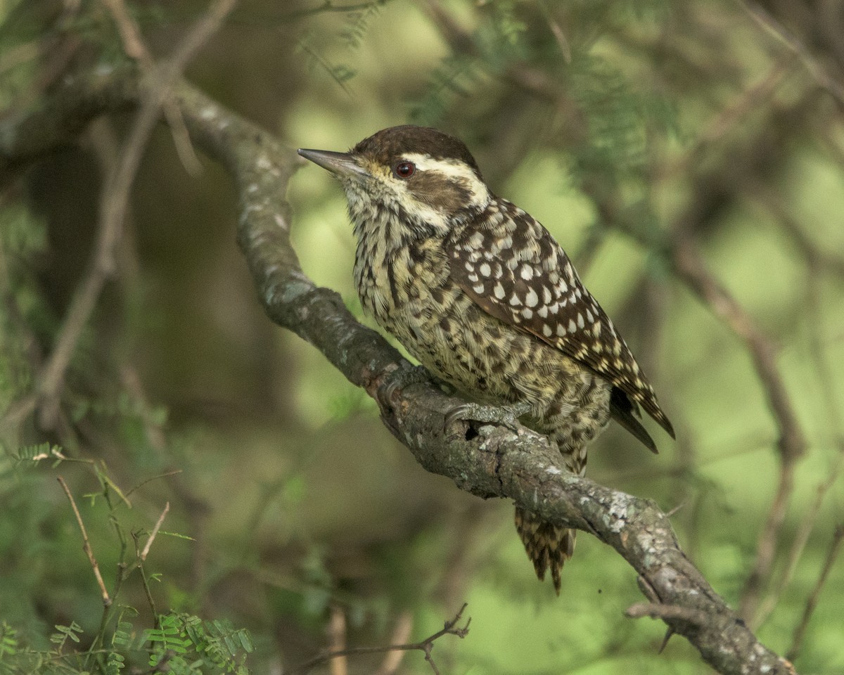 Checkered Woodpecker - Carlos Rossello