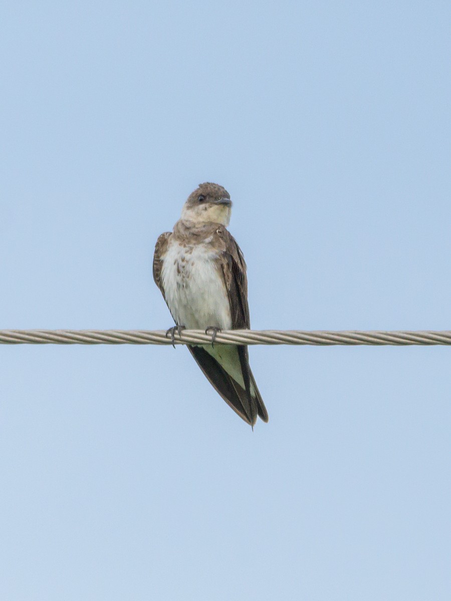 Brown-chested Martin - ML446536551