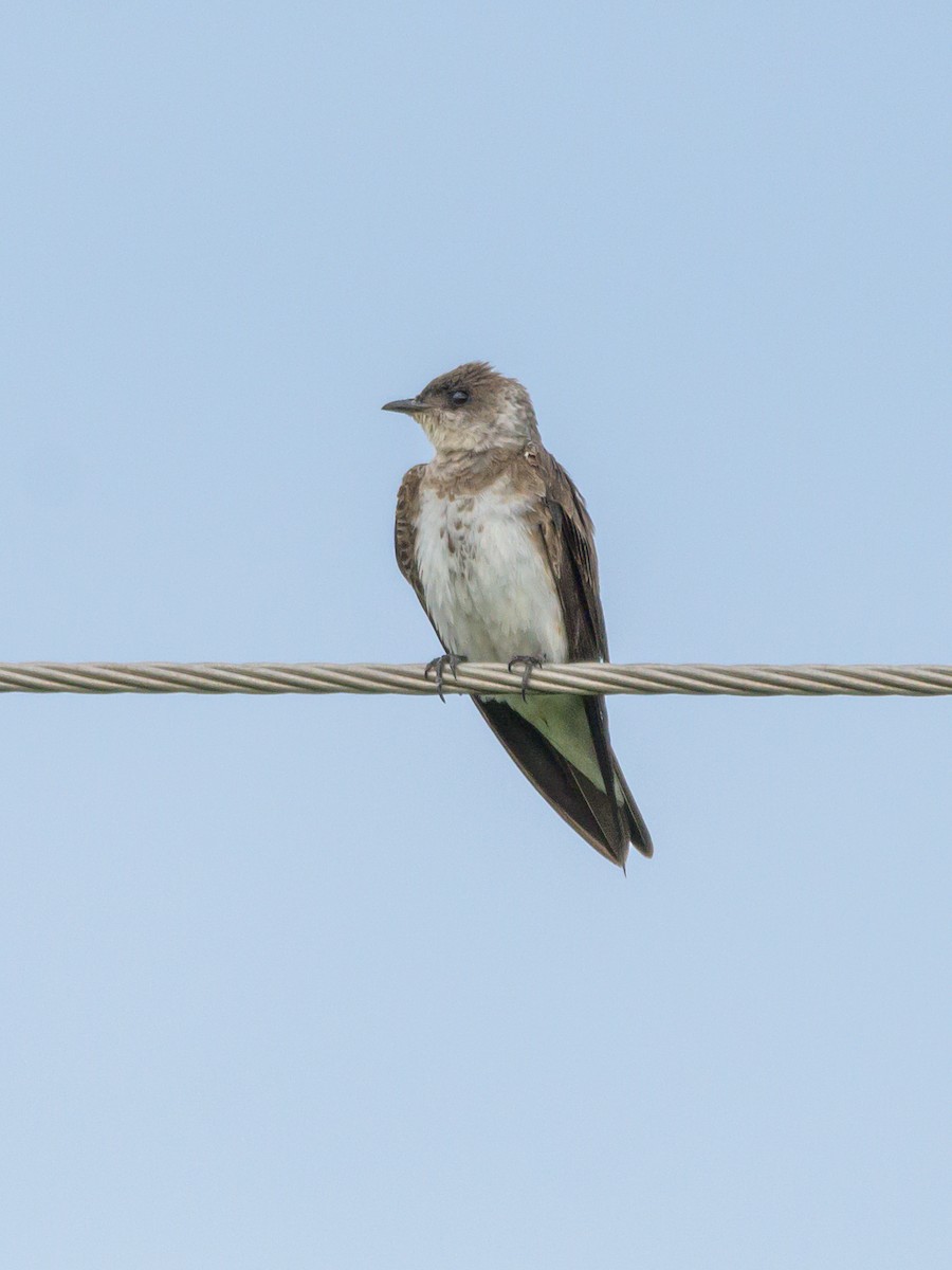 Brown-chested Martin - ML446536561