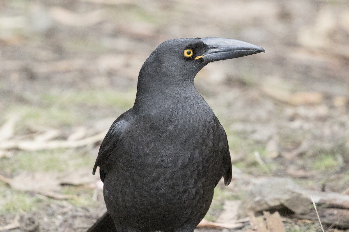 Black Currawong - John Cantwell