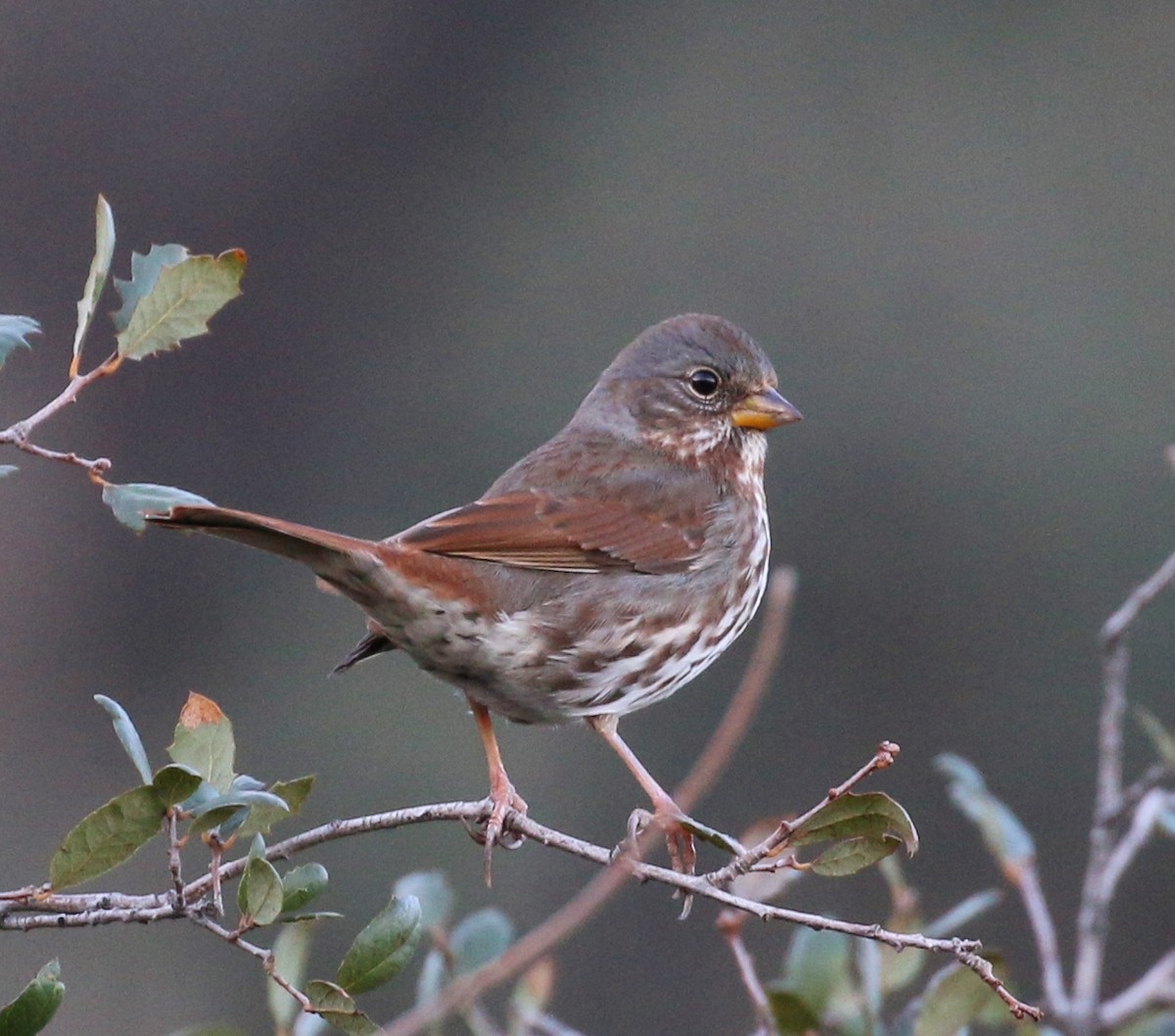 Fox Sparrow (Slate-colored) - ML44653951