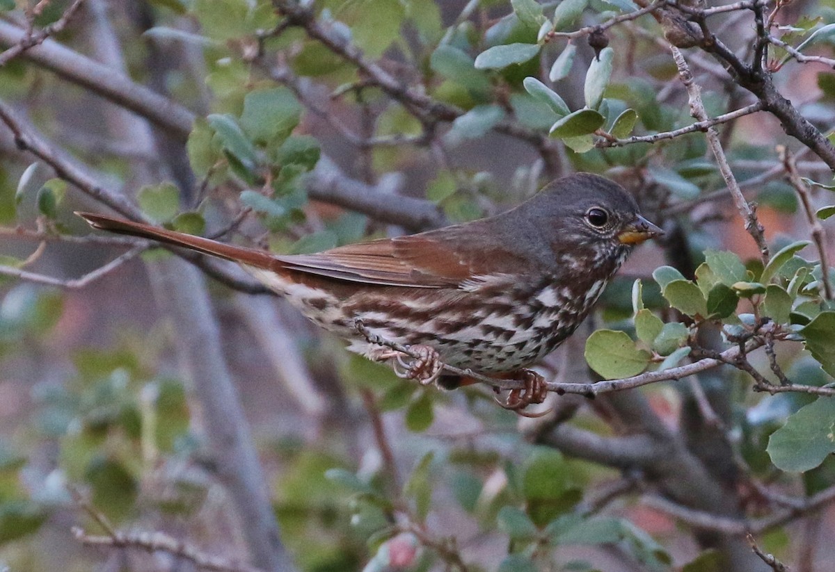 Fox Sparrow (Slate-colored) - ML44653961