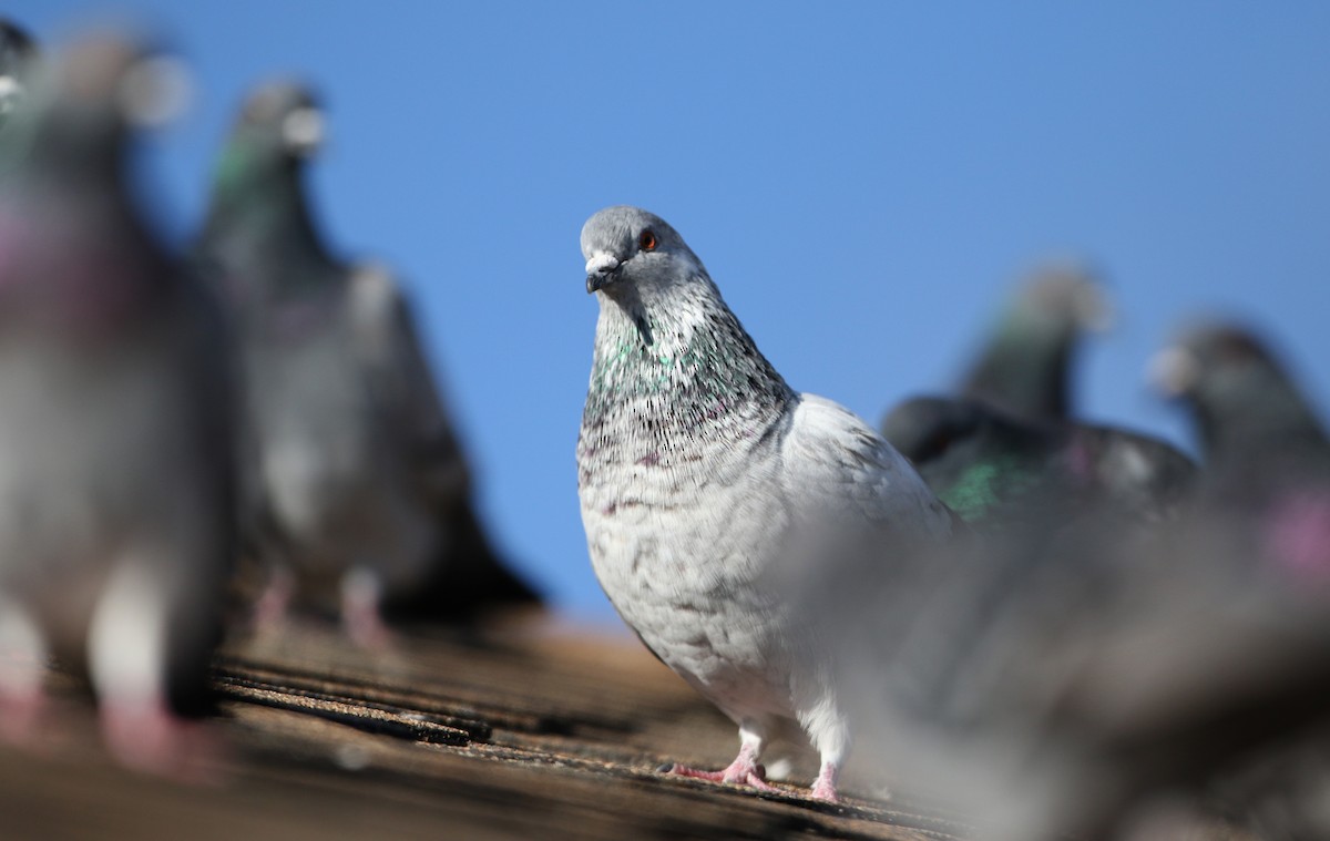 Rock Pigeon (Feral Pigeon) - ML44654271